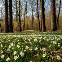 весеннее цветение. :: Mila 