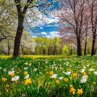 весеннее цветение. :: Mila 