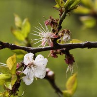 Цветочки уже отцветают :: Мариша Тим
