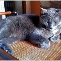 Дремлющий Басик :: Ольга Довженко