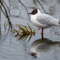 Озерная чайка :: Владимир Лазарев