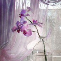 Ветка орхидеи. :: Bosanat 