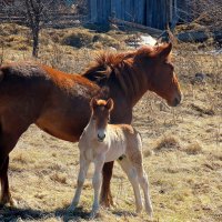 На воле... :: Valentina K