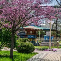 Весна в городе Армавир :: Игорь Сикорский