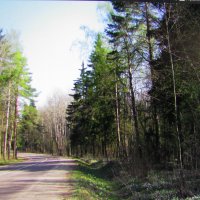 По весенней дороге :: Людмила Смородинская