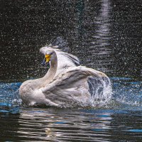Лебедь :: Михаил Измайлов