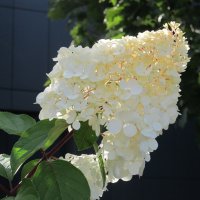 гортензия :: Елена Шаламова