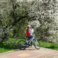 Яблони в цвету, весны творенье ... :: Ravile 