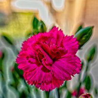 (°-°) :: Jakob Dick