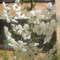 В месяце мае :: Елена Семигина
