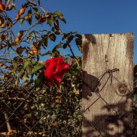 Роза :: Анна Пигулевская