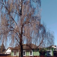 Ровесники :: Валентина Береснева