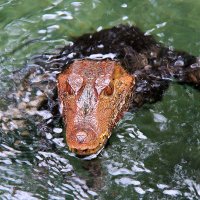 Гладколобый кайман :: Сергей Сомихин