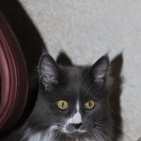 Kot :: Natali 