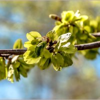 Про май... :: Aquarius - Сергей