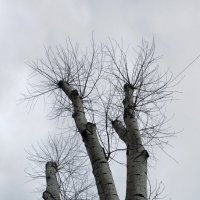 Дерева :: Наталья Герасимова