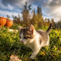 Малышка Эльза и ее решительная прогулка :: Лилия 