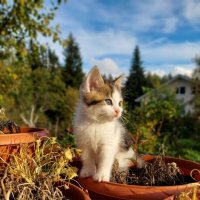Малышка Эльза в цветах :: Лилия 