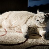 Кот Бантик :: Александр 