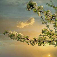 Весенние зарисовки ... :: Ravile 