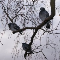 Вот-вот и ВЕСНА :: Виктор Никитенко