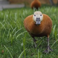 Из Жизни Пернатых :: юрий поляков