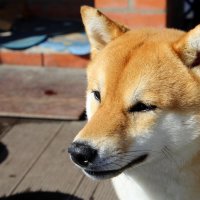 Рэй - на даче :: Татьяна Лютаева