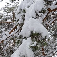 Снег на ветке :: Александр Синдерёв