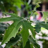 *** :: Светлана SvetNika17