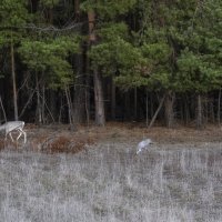 ЕСЛИ НА ЗЕМЛЕ ГДЕ-ТО ЕСТЬ РАЙ, ТО ОН - ЗДЕСЬ! :: Володька Завитушкин