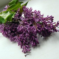 С праздником  весны и мая,друзья. :: nadyasilyuk Вознюк