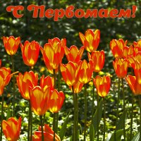 С праздником! :: Светлана 