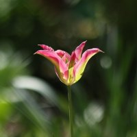 Цветик :: Светлана Тихонина