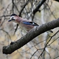 Любопытная... :: Николай Саржанов Любопытная... :: Николай Саржанов