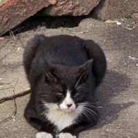 Котики :: Andrew 