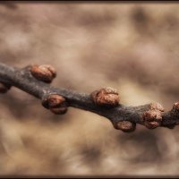 Ещё недавно... :: Лилия *