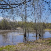 На болоте... :: Владимир Жданов