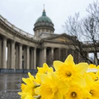 Нарцисы :: Лилия 