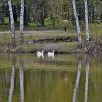 Жили у бабуси два весёлых гуся... :: Валентина  Нефёдова 