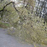 Дерево в парке :: Дмитрий Никитин