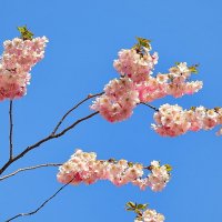 весенние зарисовки :: ИННА ПОРОХОВА