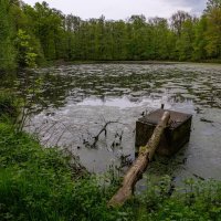 Пруд в лесопарке... :: Николай Гирш