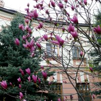 Магнолия цветёт в Покровском монастыре :: Елена Елена
