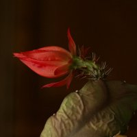 Лесной принц :: aWa 