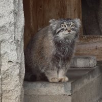 Манул Тимоша :: <<< Наташа >>>
