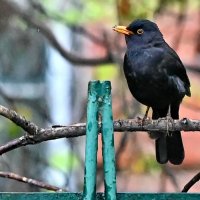 Под дождём... :: Николай Саржанов Под дождём... :: Николай Саржанов
