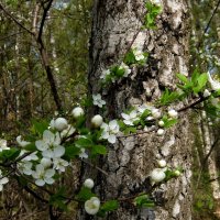 В лесу расцвела вишенка. :: Люба 