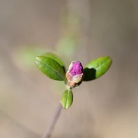 Багульник :: Ольга 
