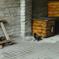 Попытка мирных переговоров... :: Магомед .