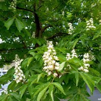 Снова цветут каштаны... :: Нина Бутко